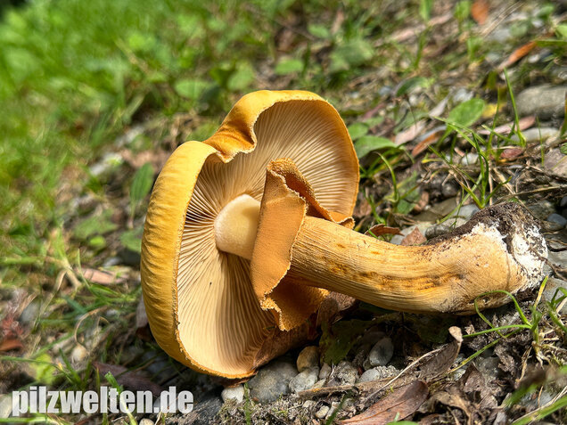 Glimmerschüppling, Phaeolepiota aurea