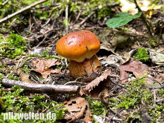 Goldröhrling, Suillus grevillei