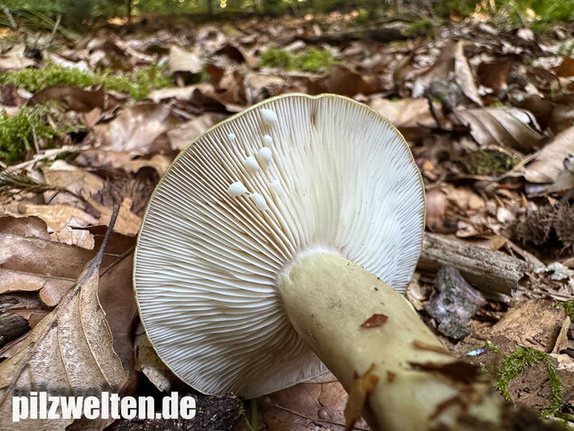 Graugrüner Milchling, Lactarius blennius