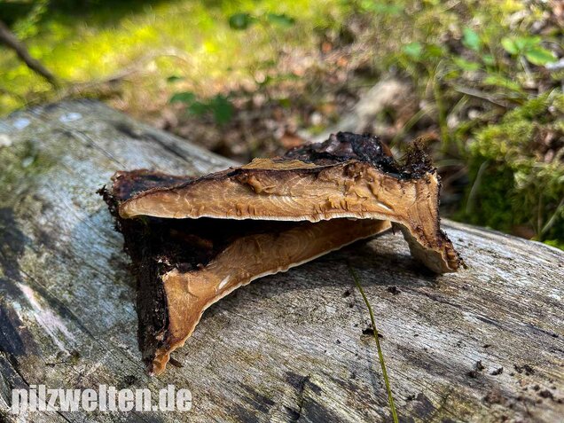 Laubholzharzporling, Ischnoderma resinosum