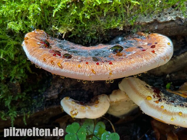 Laubholzharzporling, Ischnoderma resinosum