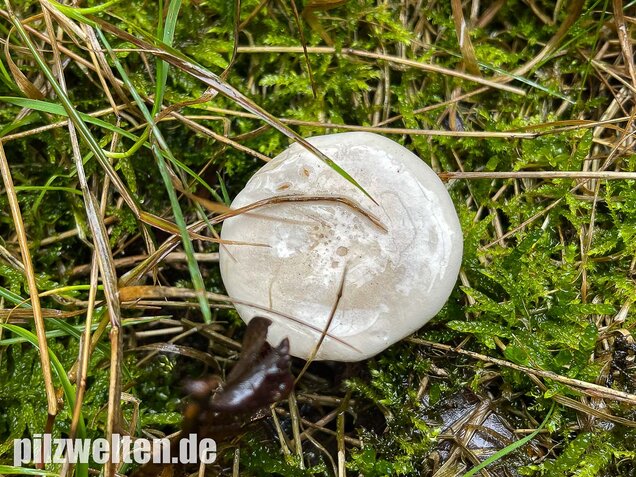 Mehlräsling, Clitopilus prunulus