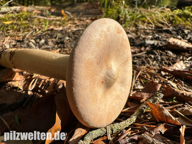 Mönchskopf, Infundibulicybe geotropa