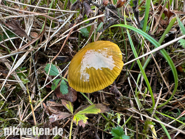 Papageigrüner Saftling, Papageiensaftling, Gliophorus psittacinus