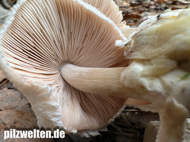 Parasitischer Scheidling, Volvariella surrecta