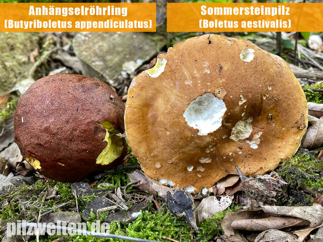 Sommersteinpilz, Boletus aestivalis