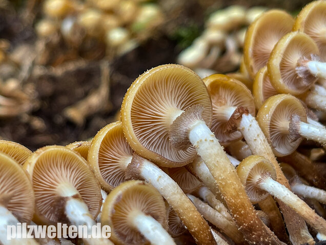 Stockschwämmchen, Kuehneromyces mutabilis