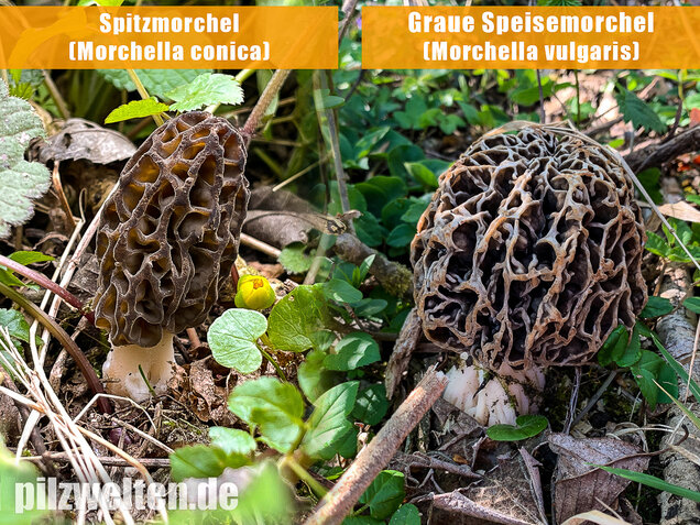 Spitzmorchel, Morchella elata, Morchella conica