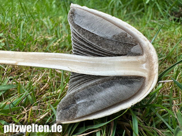 Ringdüngerling, Beringter Düngerling, Panaeolus semiovatus