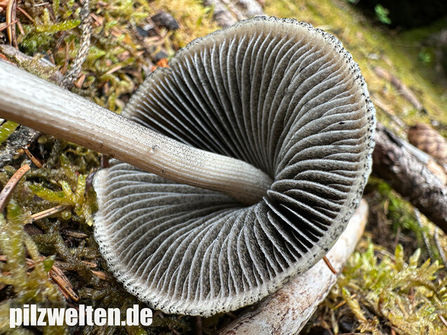 Ringdüngerling, Beringter Düngerling, Panaeolus semiovatus