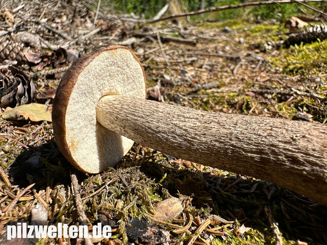 Rötender Birkenpilz, Leccinum oxydabile