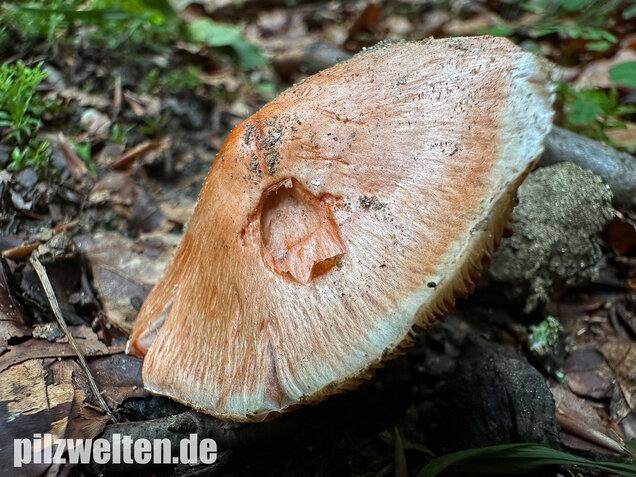 Rötender Risspilz, Schamroter Risspilz, Inocybe godeyi