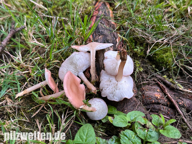 Rosenroter Schönkopf, Rugosomyces persicolor