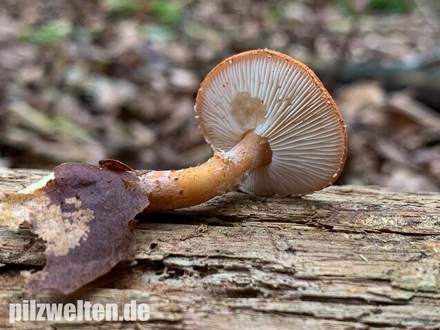 Rostroter Körnchenschirmling, Cystodermella granulosa