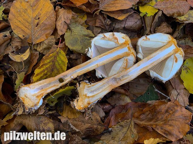 Olivbrauner Safranschirmling, Wald-Safranschirmling, Chlorophyllum olivieri