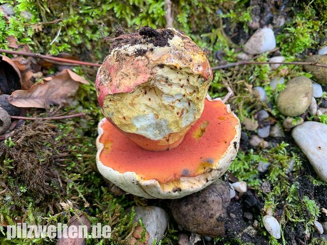 Satansröhrling, Rubroboletus satanas