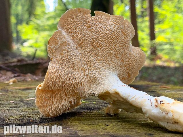 Semmelstoppelpilz, Hydnum repandum