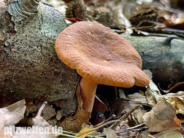 Süßlicher Buchenmilchling, Lactarius subdulcis