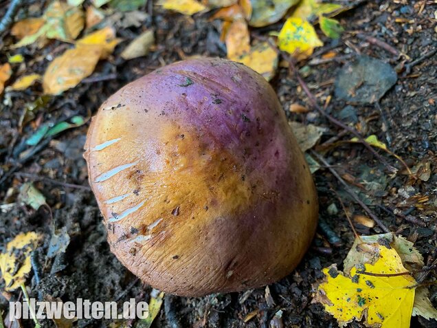 Violettrandiger Schleimkopf, Cortinarius balteatus