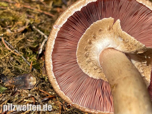 Kleiner Waldchampignon, Agaricus silvaticus