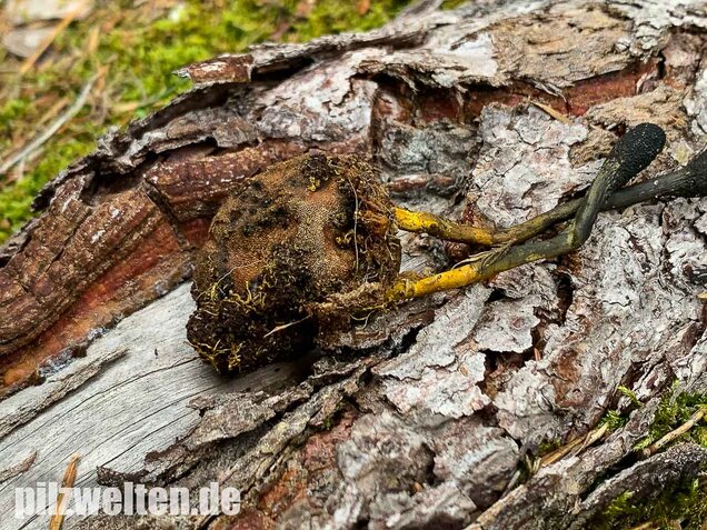 Warzige Hirschtrüffel, Elaphomyces granulatus