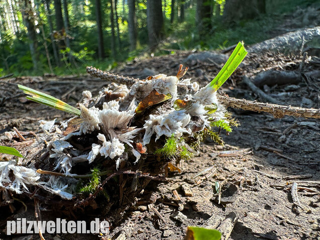 Weißer Warzenpilz, Blumenlederkoralle, Thelephora penicillata