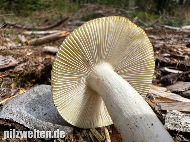 Weißstieliger Ockertäubling, Russula citrina / Russula violeipes var. citrina