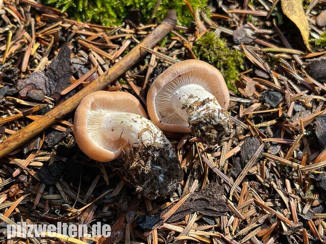 Würziger Tellerling, Clitopilus geminus