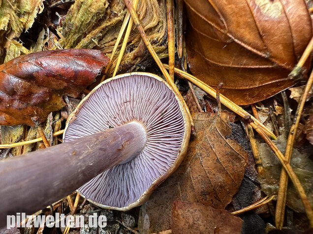Zyanblättriger Klumpfuß, Cyanblättriger Klumpfuss, Thaxterogaster fulvo-ochrascens