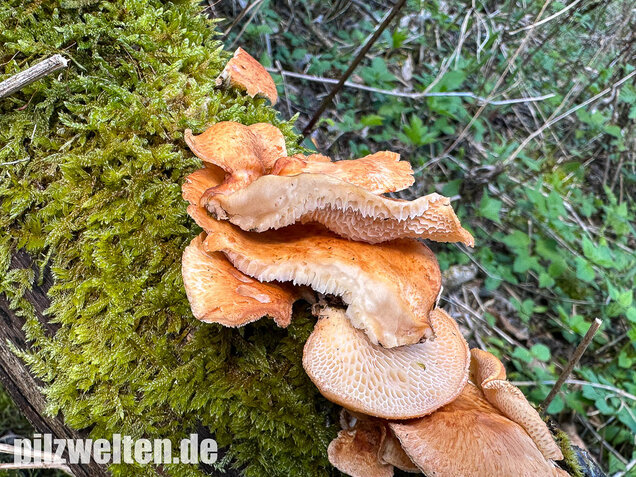Bienenwabenporling, Waben-Stielporling, Neofavolus alveolaris
