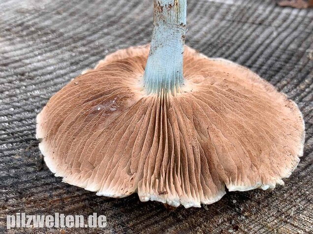 Blauer Träuschling, Stropharia caerulea