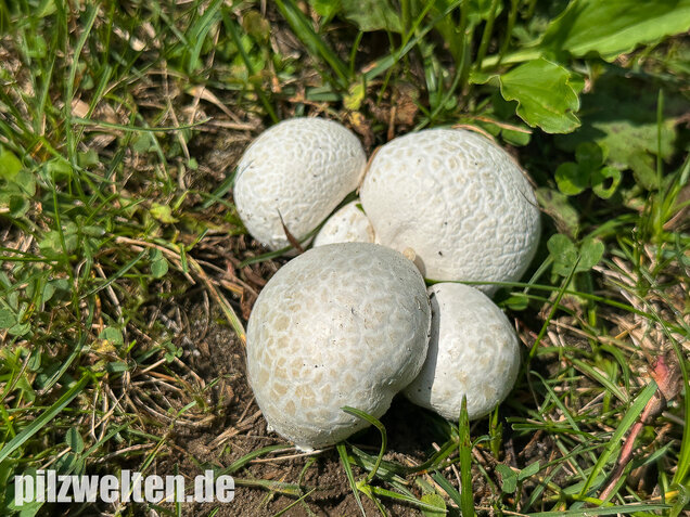 Bleigrauer Zwergbovist, Bleibovist, Bovista plumbea