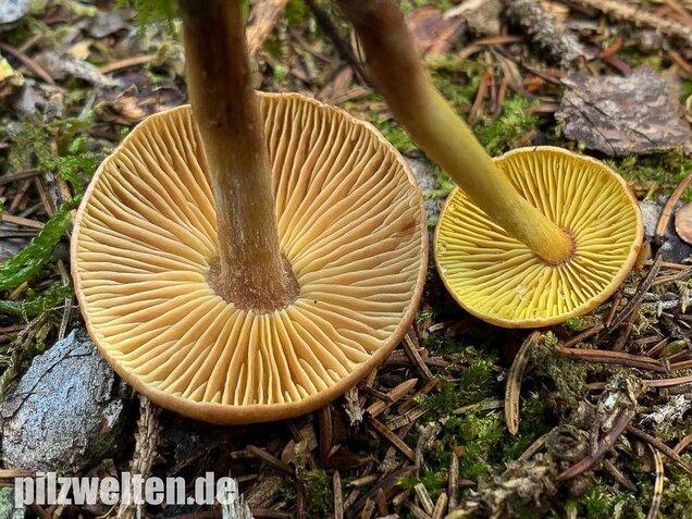 Brennender Rübling, Gymnopus peronatus