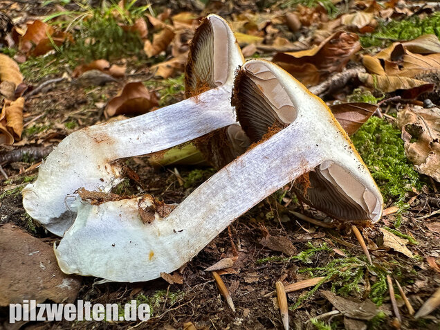 Buchenklumpfuß, Cortinarius anserinus