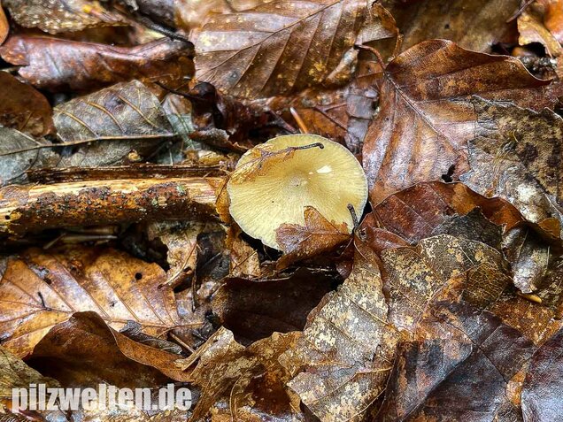 Buchenwald-Wasserfuß, Hydropus subalpinus