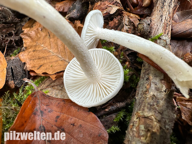 Elfenbeinschneckling, Hygrophorus eburneus