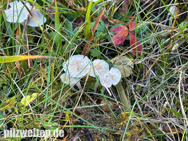 Ellerlings-Scheinhelmling, Rasenscheinhelmling, Hemimycena mairei