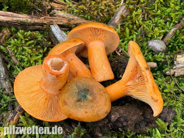 Fichtenreizker, Lactarius deterrimus