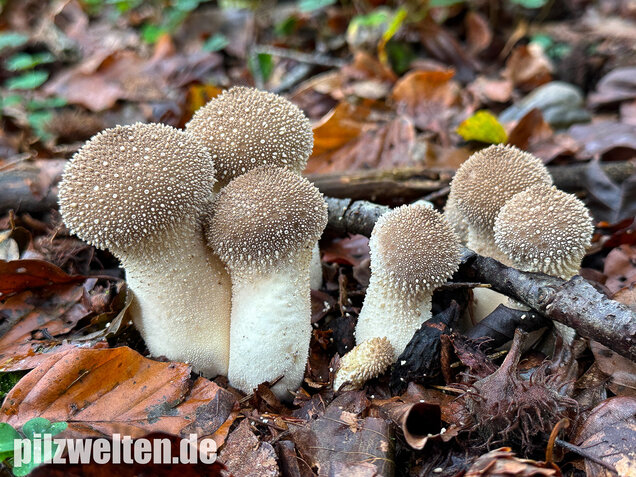Flaschenstäubling, Flaschenbovist, Lycoperdon perlatum