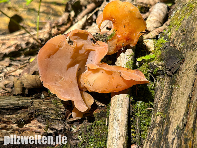 Rötlicher Gallerttrichter, Malchusohr, Guepinia helvelloides