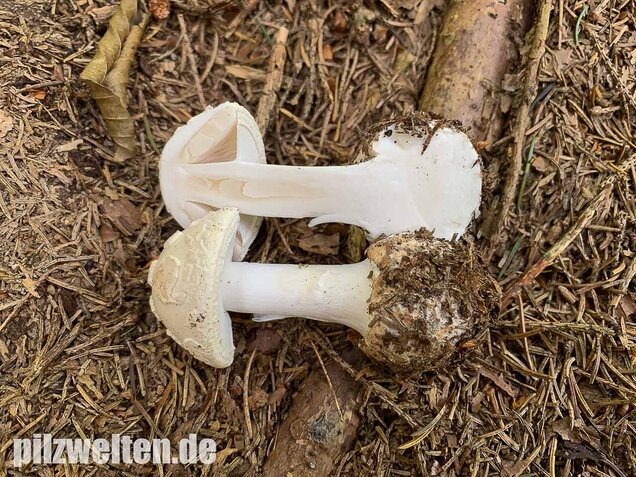 Gelber Knollenblätterpilz (weiße Form), Amanita citrina var. alba