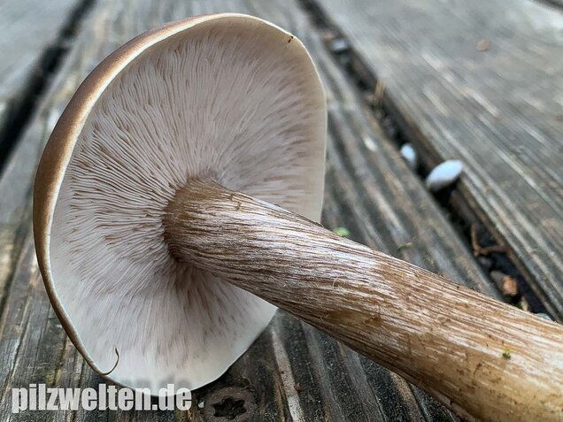 Gemeiner Weichritterling, Melanoleuca melaleuca