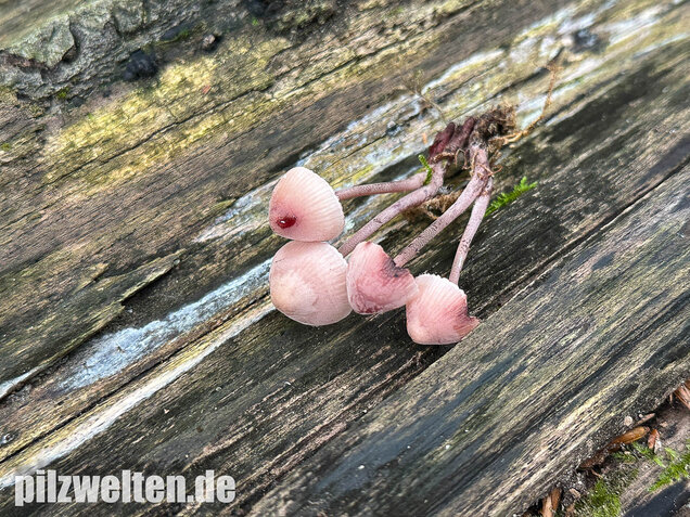 Großer Bluthelmling, Mycena haematopus