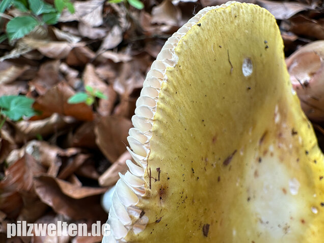 Grüner Speisetäubling, Russula heterophylla