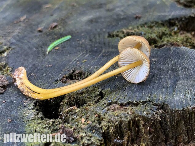 Grünschneidiger Helmling, Mycena viridimarginata
