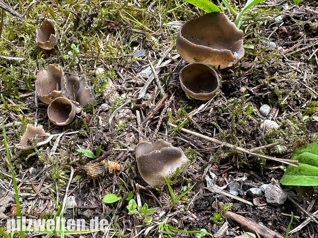 Kleine Becherlorchel, Dissingia confusa