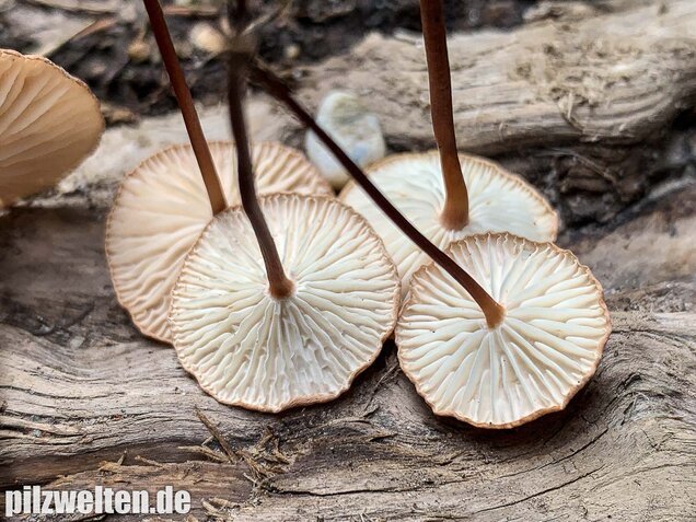 Knoblauchschwindling, Mycetinis scorodonius