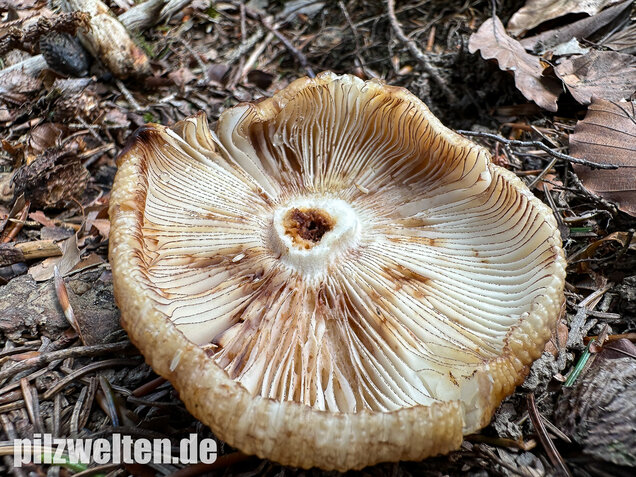 Morsetäubling, Marzipantäubling, Russula illota