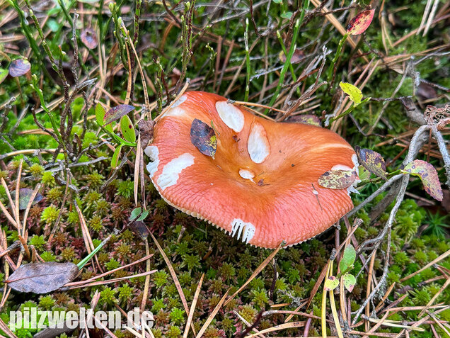 Orangeroter Graustieltäubling, Orangeroter Moor-Täubling, Russula decolorans