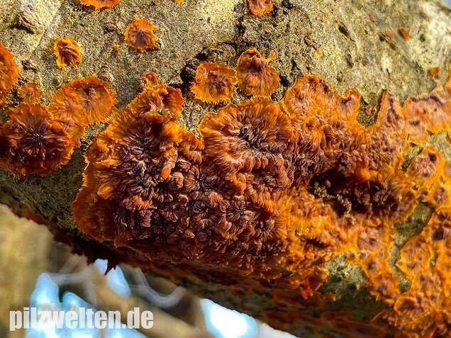 Orangeroter Kammpilz, Phlebia radiata